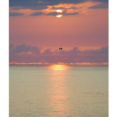 ریش سفید قلب شیر مغز رد سیم به سیم کینه ای طلبت